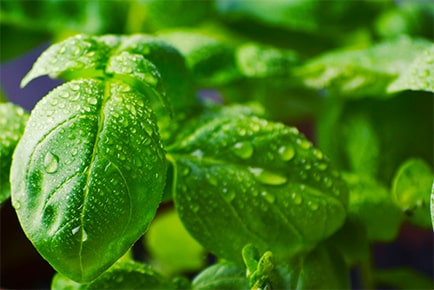 ハーブイメージ